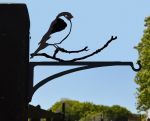 Bullfinch Hanging Basket Bracket